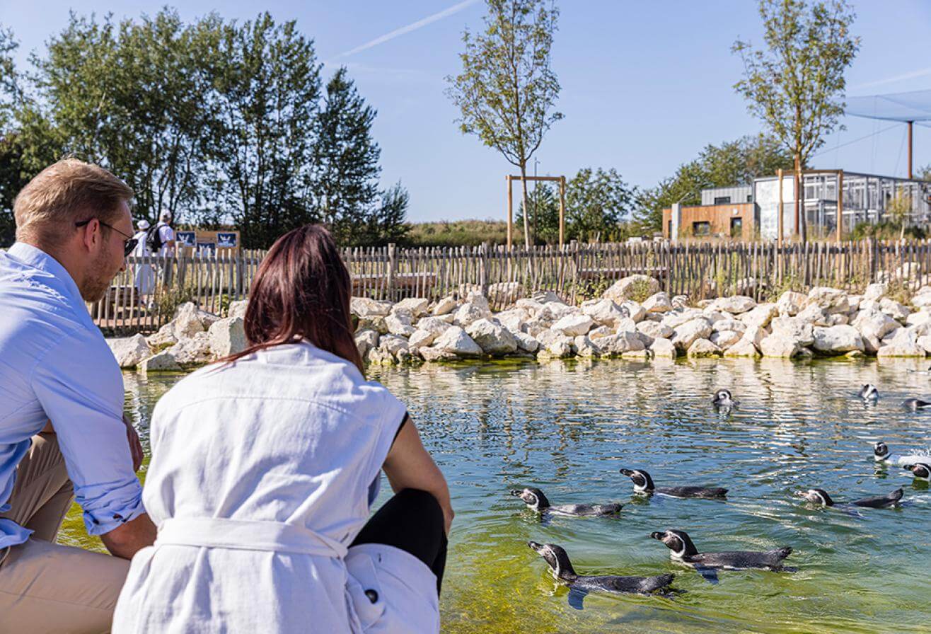 Parrot World - Rencontre avec les manchots ©Ronan ROCHER